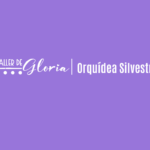 Orquidea Silvestre